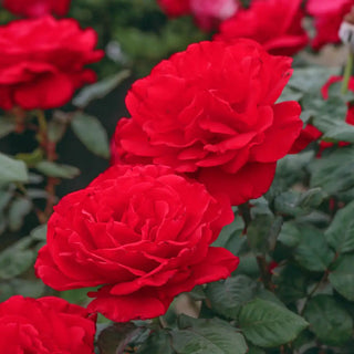 24" Tree Rose Drop Dead Red