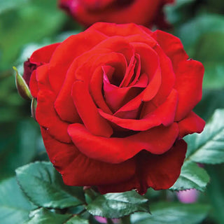 24" Tree Rose Drop Dead Red