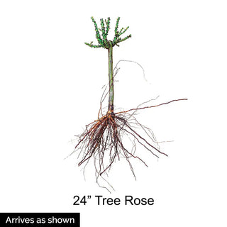 24" Tree Rose Drop Dead Red
