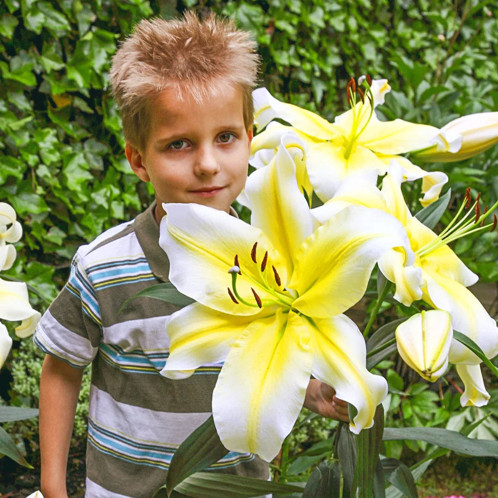 tall asiatic lilies Giant Orienpet Lily Conca d'Or