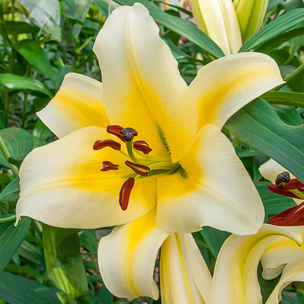 rocket lily flower Giant Orienpet Lily Conca d'Or