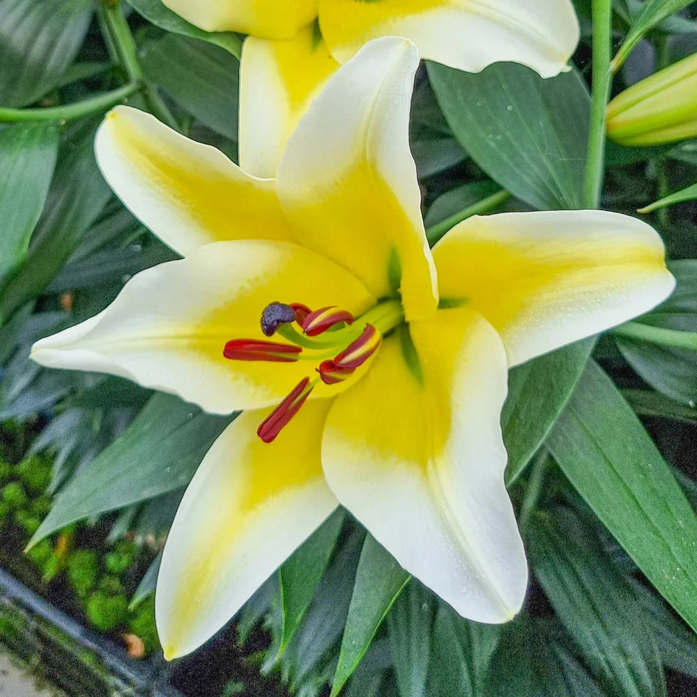 yellow asiatic lily plant Giant Orienpet Lily Conca d'Or