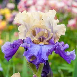 Reblooming German Iris Recurring Delight