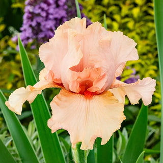 Reblooming German Peggy Sue