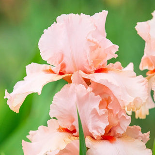Reblooming German Peggy Sue