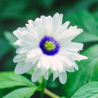 Blue Eyes Double-Flowered Wood Anemone