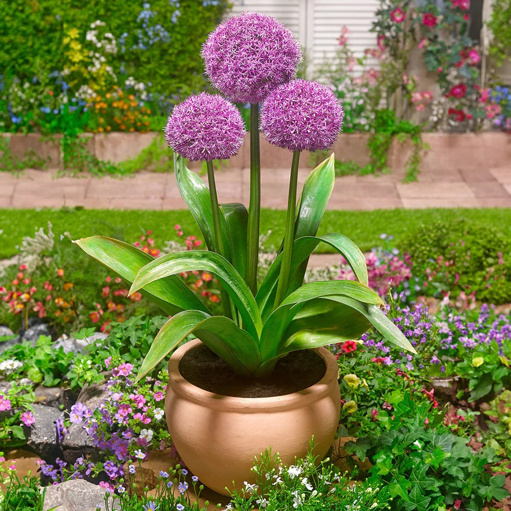 allium plants in pots Allium Party Balloons