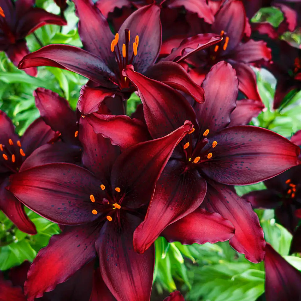 asiatic lilies bloom Asiatic Lily Blacklist