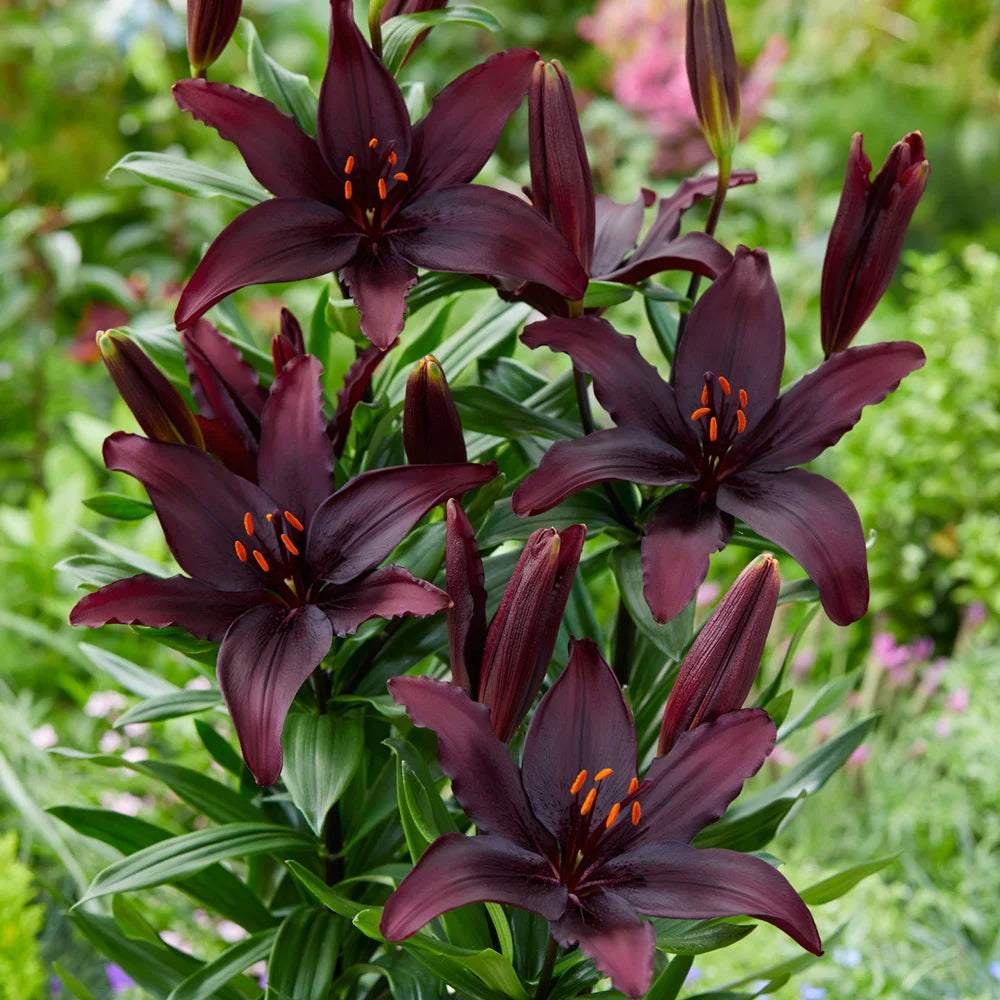 asiatic lily blacklist Asiatic Lily Blacklist