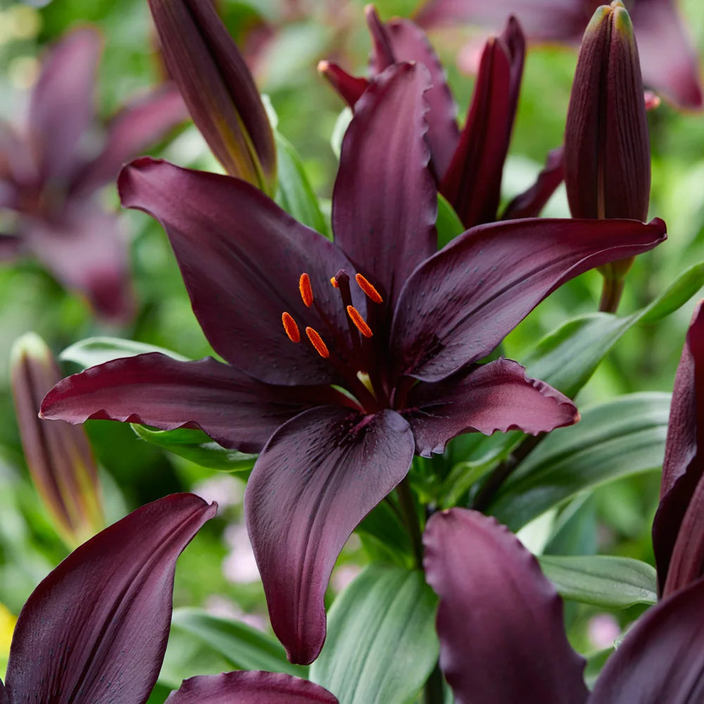 asiatic black widow lilies Asiatic Lily Blacklist