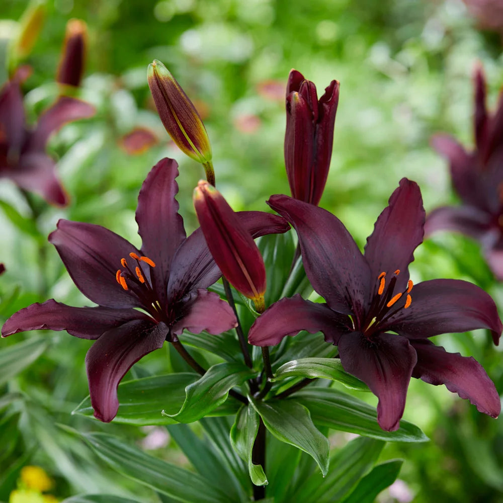 purple asiatic lilies Asiatic Lily Blacklist