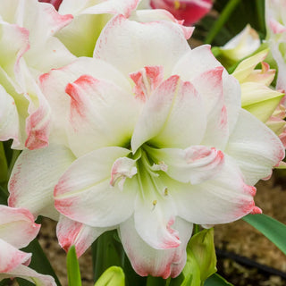 Double Amaryllis Amadeus Candy