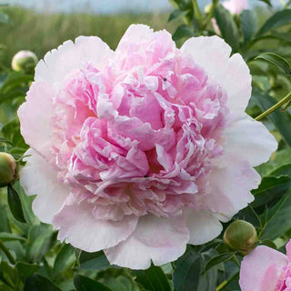 Peony Angel Cheeks