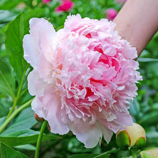 Peony Angel Cheeks