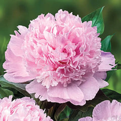 D*在様 apolina peony headscarf picnic chec D*在様 apolina peony headscarf picnic chec apolina peony headscarf