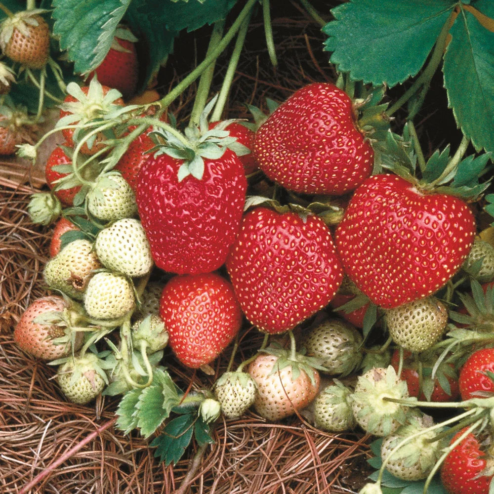 ozark beauty strawberry seeds Ozark Beauty Strawberries