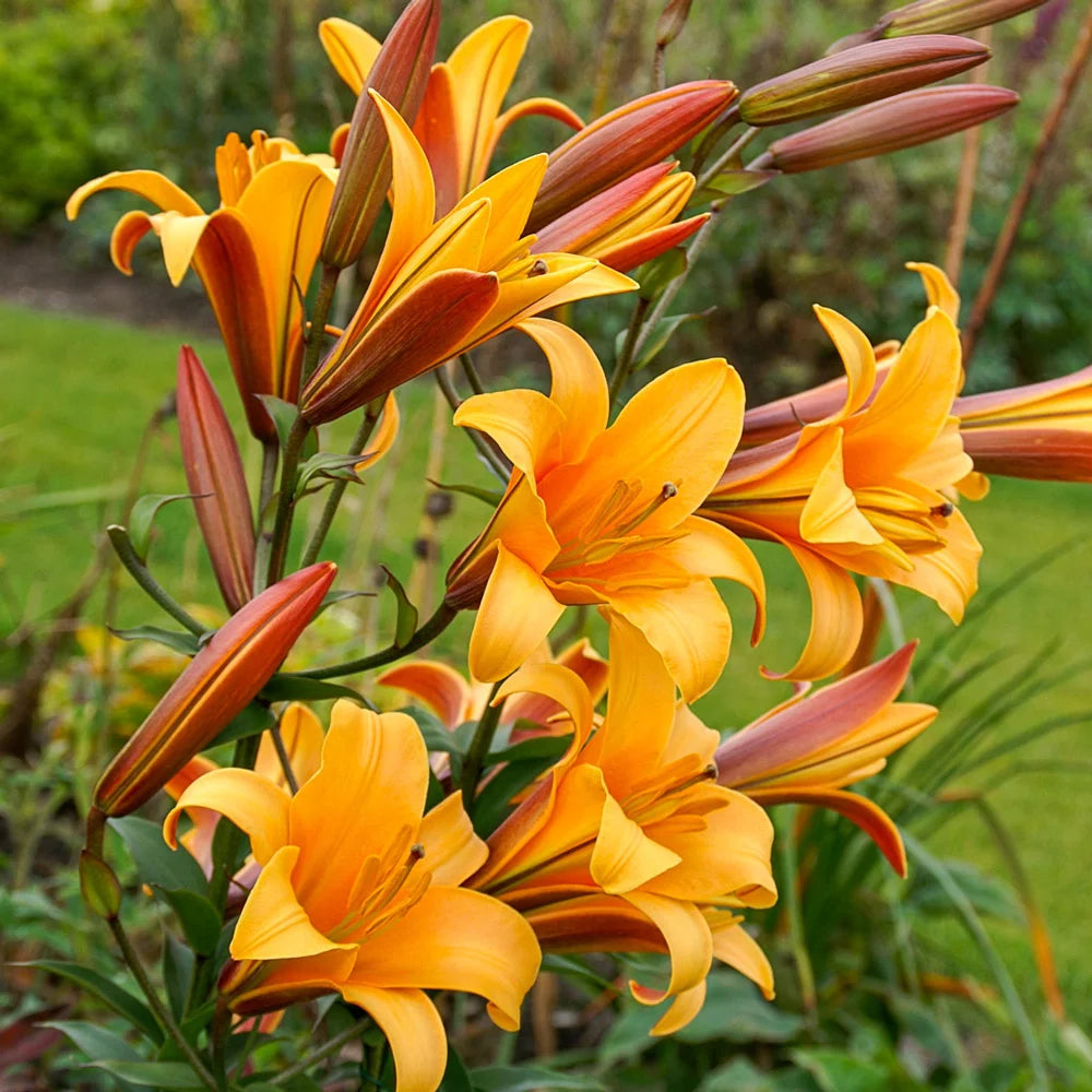light orange lily flower Giant Hybrid Lily Orange Planet