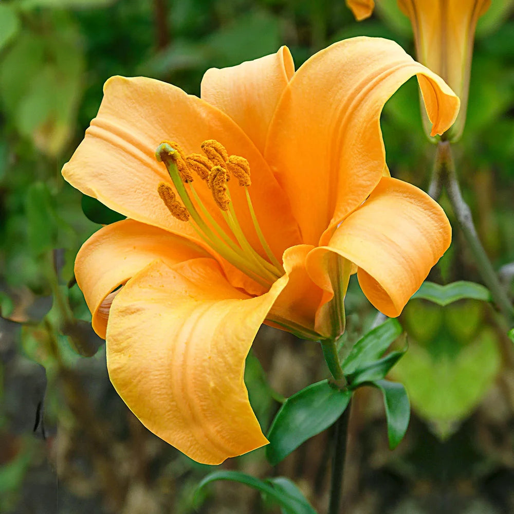 orange peace lily Giant Hybrid Lily Orange Planet