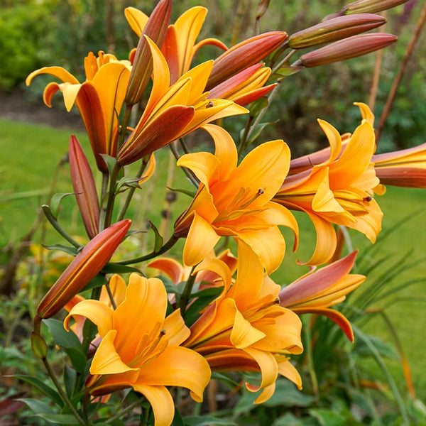 80233_grande.webp?v=1742562286