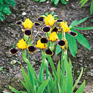 Bumblebee Deelite Dwarf German Iris