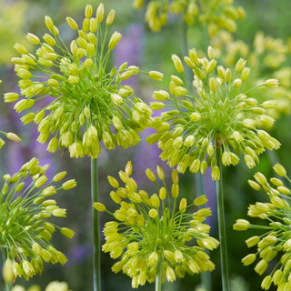 Allium Yellow Fantasy
