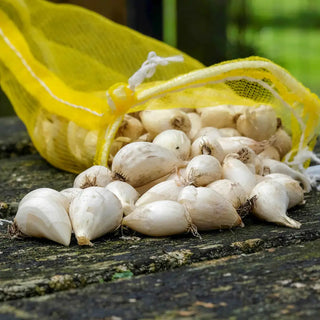 Allium Yellow Fantasy