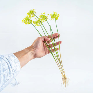 Allium Yellow Fantasy