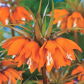 Sunset Crown Imperial
