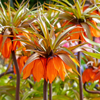 Sunset Crown Imperial