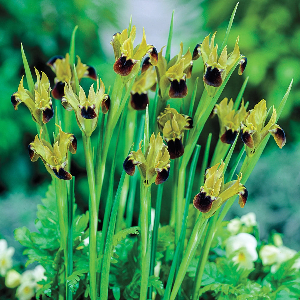 snakes head plant Snake's Head Iris