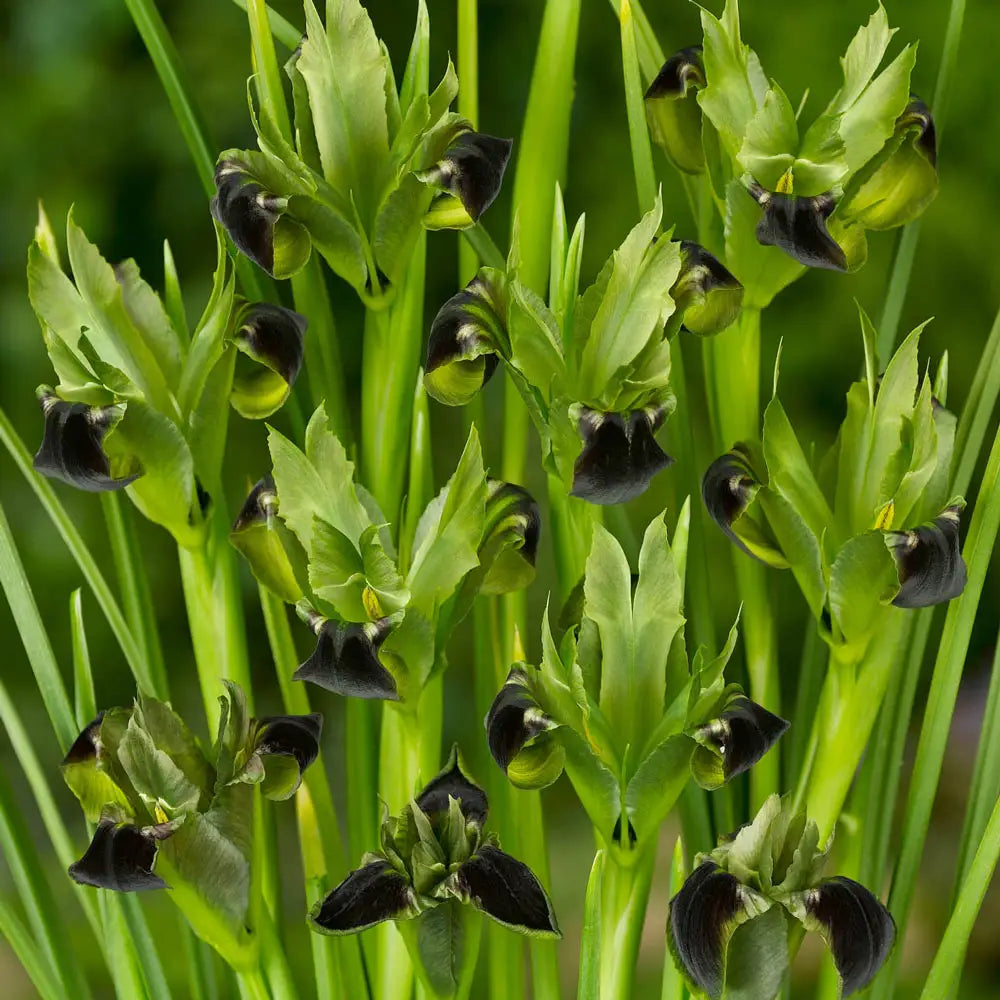 plant snake's head Snakes Head Iris