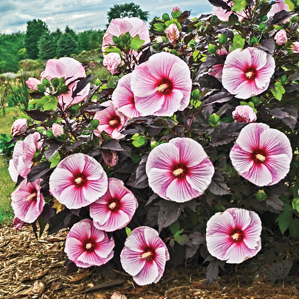 starry night plant pot Hibiscus Starry Starry Night | Bag of 3 Wholesale Roots | Hibiscus moscheutos 'Starry Starry Night' PPAF | Zone 4-9 | Pink | 42 - 48 inches