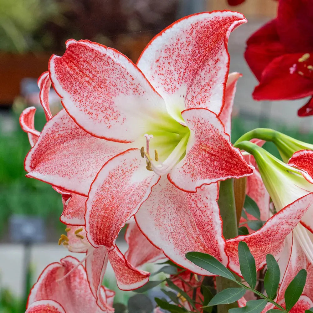 amaryllis lily flower Amaryllis Spotlight | Bag of 3 Wholesale Bulbs | Hippeastrum 'Spotlight' | Zone 3-10 | Pink | 20 inches | Full Sun