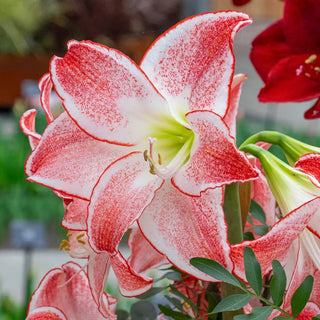 Amaryllis Spotlight