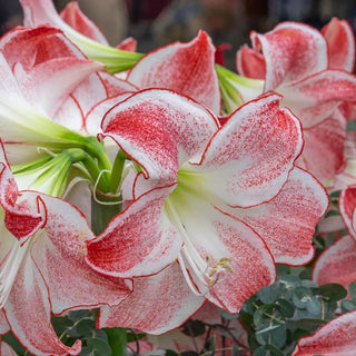 Amaryllis Spotlight