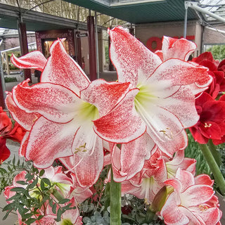 Amaryllis Spotlight