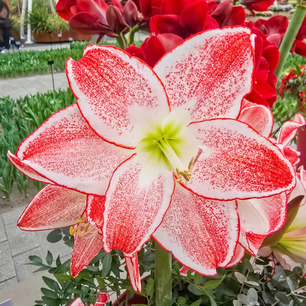 white amaryllis lily Amaryllis Spotlight | Bag of 3 Wholesale Bulbs | Hippeastrum 'Spotlight' | Zone 3-10 | Pink | 20 inches | Full Sun