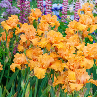 German Iris Edgefield Glow