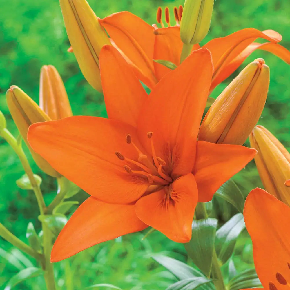 asiatic lily toxic Asiatic Lily Orange Ton