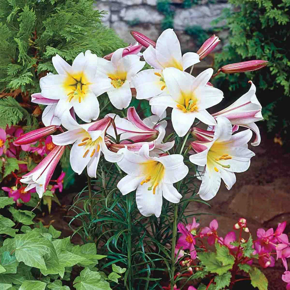 regal lily flower The Regal Lily