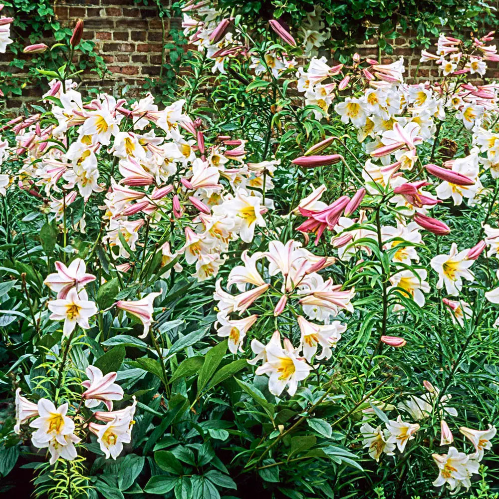 regal lily flower The Regal Lily