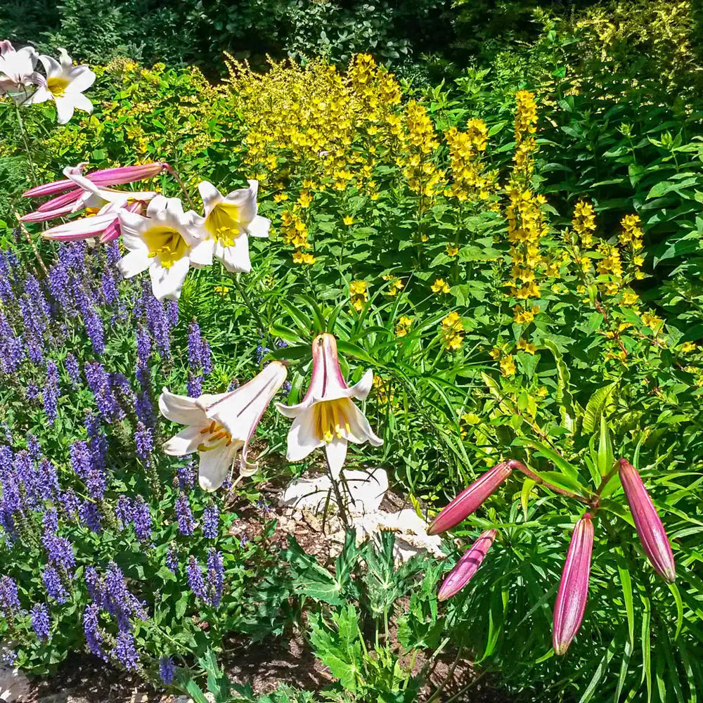 regal lily flower The Regal Lily