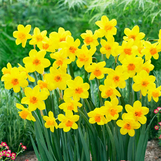 Jonquilla Daffodil Anfield