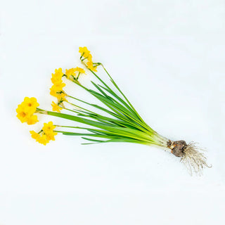 Jonquilla Daffodil Anfield