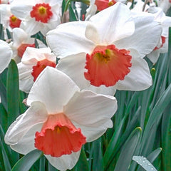 Large Cupped Daffodil Cool Flame | K. van Bourgondien