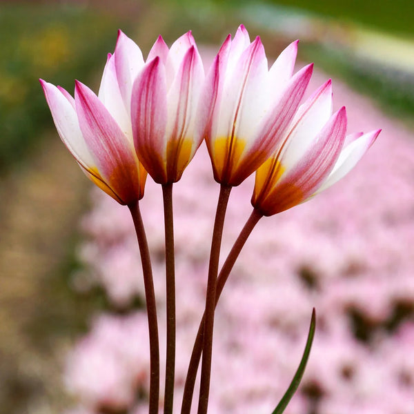 【世界限定50部】TIDE イデタツヒロ cat tulip Tulipa cretica Hilde | K. van Bourgondien