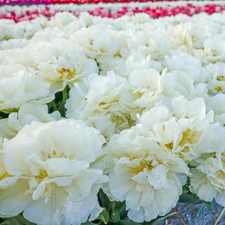 Double Tulip Northcap