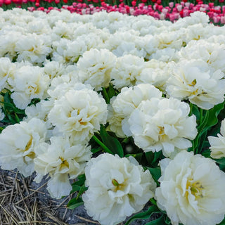 Double Tulip Northcap