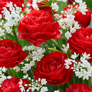 Fandango Flower Duet