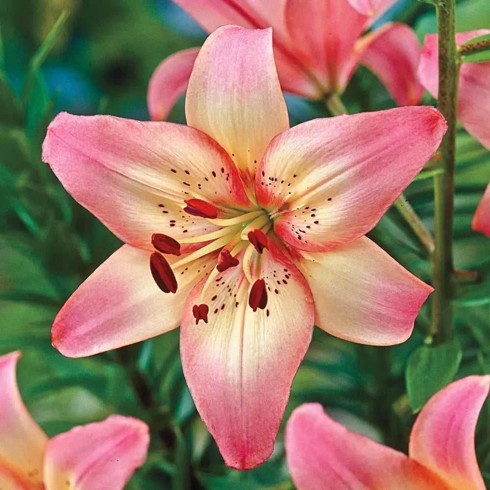 rozalynn asiatic lily Asiatic Lily Rosella's Dream
